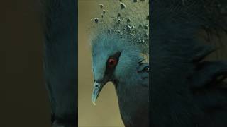 The Most Beautiful Pigeon Species The Victoria Crowned Pigeon [upl. by Nosnor44]