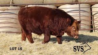 LOT 16 SVS 34th Annual Bull Sale [upl. by Spatz]