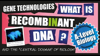 What is Recombinant DNA  A Level Biology Revision Notes [upl. by Hussey831]