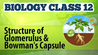 Structure of Glomerulus and Bowmans Capsule  Excretion and Osmoregulation  Biology Class 12 [upl. by Thursby949]
