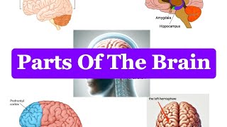 Parts Of The Brain Exploring the Brain What Each Part Does [upl. by Terrene497]