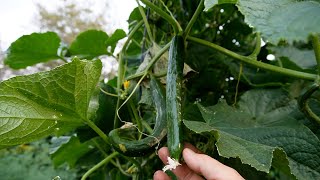 September 2024 Raised Bed Garden Tour [upl. by Nabru]