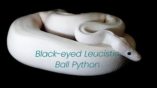 The Blackeyed Leucistic Ball Python [upl. by Nylessej]