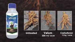 Velum Prime Stop Root Knot Nematodes  Plant Protection Guide  Bayer Crop Science India [upl. by Ojillib947]