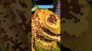 Extreme Honeycomb harvesting 🍯Harvesting honey from beehive 🐝 EP151 shorts trending shortvideo [upl. by Htenay]