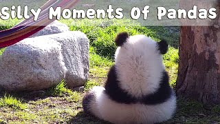 Silly Moments Of Pandas  iPanda [upl. by Aicnilav]