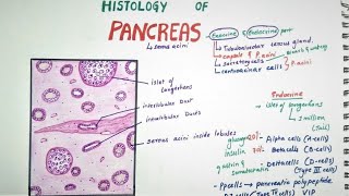 Histology of Pancreas [upl. by Ashelman]