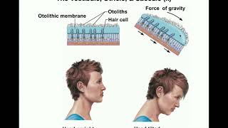 Anatomy  Physiology of the Utricle amp Saccule Otolithic Organs [upl. by Pauline]