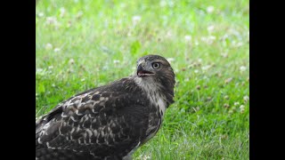 Juvenile Red Tail Hawk with Squirrel Breakfast [upl. by Noek999]