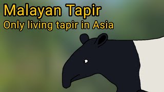 Malayan Tapir The only living tapir of Asia [upl. by Anirhtak57]