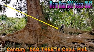 Dao Century Tree Featuring the Widest and Biggest Tree in Cebu Philippines [upl. by Ellette120]