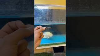 Oscar Fish Feeding Small Fish oscarfish fish nature freshwaterfish aquarium shorts [upl. by Kassia]