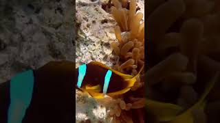 Clownfish and Anemones Perfect Partnership [upl. by Eilssel60]