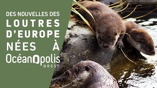 Des nouvelles des loutres dEurope nées à Océanopolis 🦦 [upl. by Coriss488]