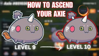 HOW TO ASCEND YOUR AXIE AND TO BUILD AXIE TEAMS FOR CLASSIC  MUST WATCH [upl. by Marv]