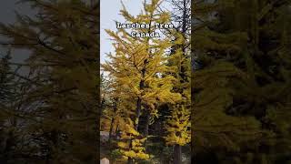 Larches Tree  albertacanada [upl. by Fisher]