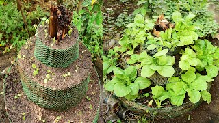 Buried One Banana Tree for growing vegetable at home amazingly  Growing Greens for beginner [upl. by Goat891]