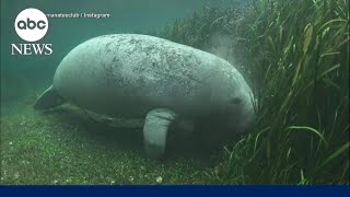 Manatees rebound in revitalized Florida river after years of dangerous decline [upl. by Arateehc]