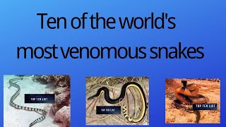 Ten of the worlds most venomous snakes [upl. by Enitram]