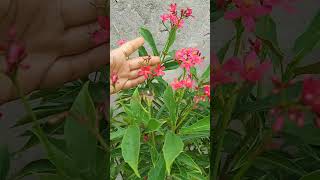 Beautiful Jatropha Flowering Plant  Grow Jatropha shorts Jatropha [upl. by Erle]