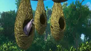 Moyna re moyna re bird dancing beautiful animations 🐦 🐦 🐦 💓 [upl. by Westhead77]