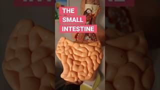 The Small Intestine funfacts [upl. by Acino356]