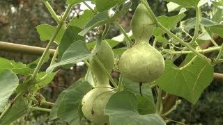 How to Plant Gourds  At Home With P Allen Smith [upl. by Carmencita]