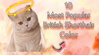 10 Most Popular British Shorthair Color [upl. by Engeddi503]