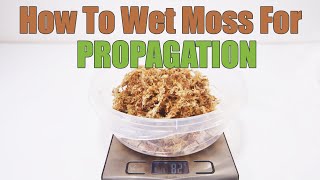 How To Use Sphagnum Moss For Propagation [upl. by Liw]