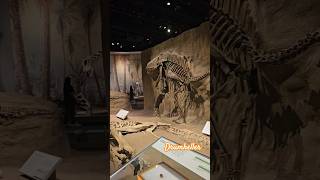 Drumheller Museum dinosaur oldage canadalife ytshorts fossils [upl. by Trela]