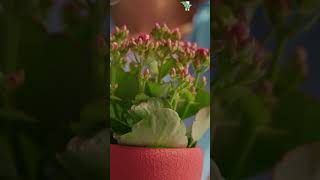 Easy Care Flowering Houseplants houseplants [upl. by Maon651]