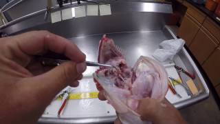 How To Extract Otoliths from a Largemouth Bass [upl. by Seely440]