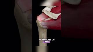 What is a rotator cuff tear 💪 rotatorcuff sportsphysiotherapy shoulderpainrelief [upl. by Nired]