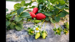 Luleshtrydhet  Shqiperi  Strawberries  Albania Official Video 4K [upl. by Corey995]