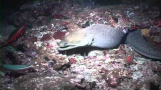 Crazy Morray Eel swallows a fish whole [upl. by Arratal]