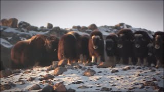 Arctic Wildlife in Greenland [upl. by Chadd]