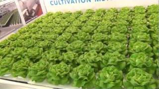 Shallow Water Culture  Hydroponic Lettuce [upl. by Therine]