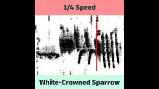 WhiteCrowned Sparrow Spectrogram in Slow Motion [upl. by Erialb17]