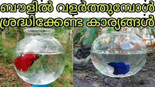 how to care fighterbettafish malayalam ബൗളിൽ വളർത്തുമ്പോൾ ശ്രദ്ധിക്കേണ്ട കാര്യങ്ങൾ [upl. by Forbes]