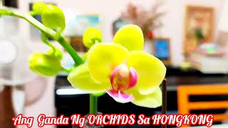 ANG GANDA NG ORCHIDS SA HONGKONG  ARASHEL IMEE TV [upl. by Marj]