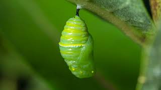 Monarch Butterfly Life Cycle [upl. by Opiak342]