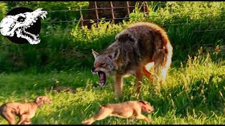 Coyotes Come Straight For Our Dogs  Coyote Hunting With Decoy Dogs [upl. by Charil]