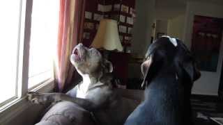 Pit Bulls Howling  We miss daddy [upl. by Pelaga71]