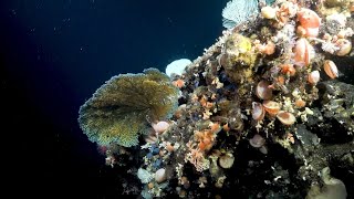 Descubren dos nuevos arrecifes de coral en las profundas aguas de las Islas Galápagos [upl. by Netsirc]