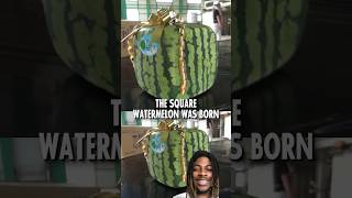 Why are watermelon square in japan 🤔😂😂 youtubeshorts shorts [upl. by Anaiek]