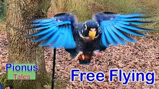 Bronze Wing Pionus Parrots 2nd Free Fly [upl. by Solley385]