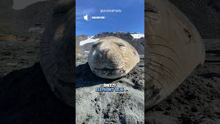 Seal SOUNDS 🔊 Sneezing snoring singing shorts [upl. by Archy]