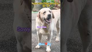 Maa Mujhe Exercise 🏃‍♂️Kerni hai manujay  pawsitivity shortsfeed trending [upl. by Koehler]