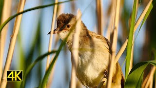 Wildes Brandenburg  Sommer im Nationalpark Unteres Odertal [upl. by Alisander]