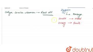 Name the post fertilization event in flowering plants  CLASS 12  SAMPLE PAPER 5  BIOLOGY  OS [upl. by Jago]